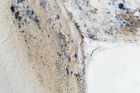 Best Forensic Mold Investigation in Tulia, TX